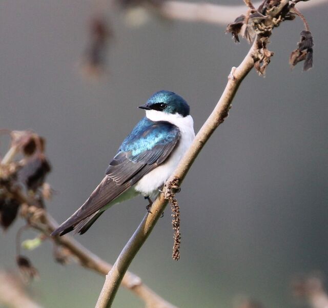 Tree Swallow