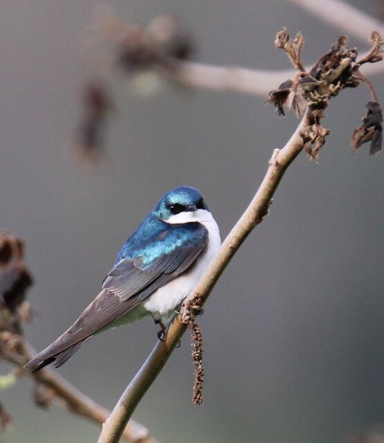 Tree Swallow