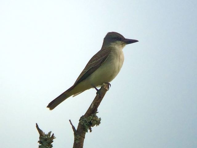 Gray Kingbird