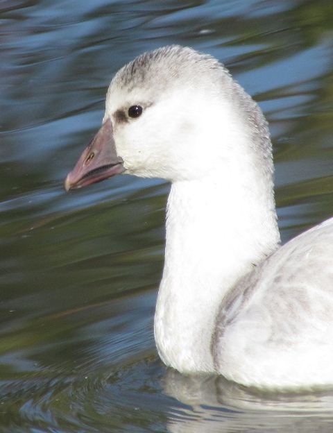 Ross's Goose