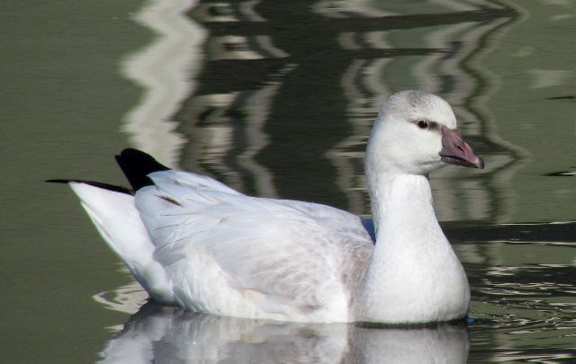 Ross's Goose