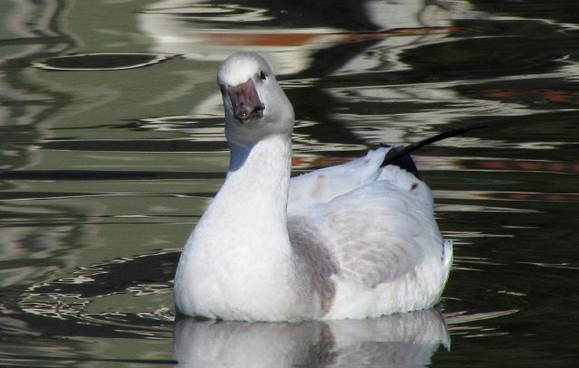 Ross's Goose