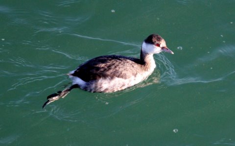 Horned Grebe