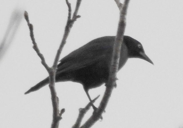 Brewer's Blackbird