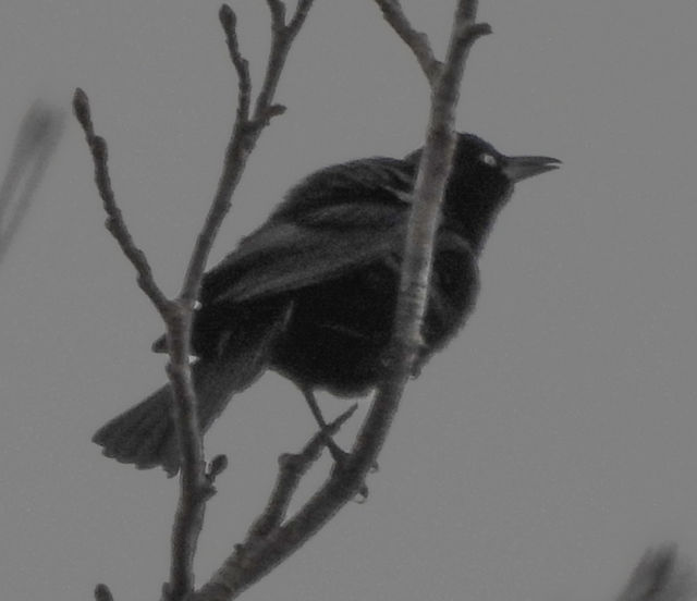 Brewer's Blackbird