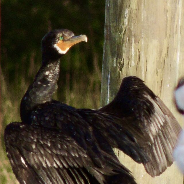 Double-crested Cormorant