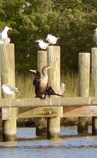 Double-crested Cormorant