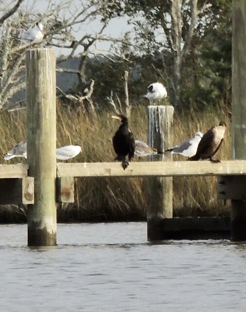 Double-crested Cormorant