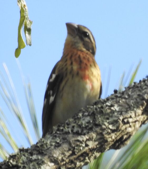 Rose-breasted Grosbeak