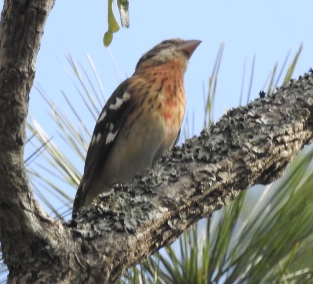 Rose-breasted Grosbeak