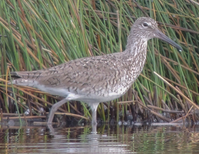 Willet