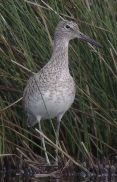 Willet