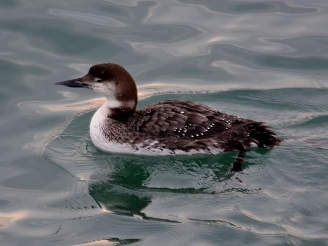 Common Loon