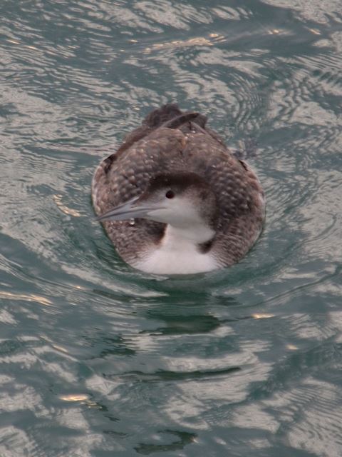 Common Loon