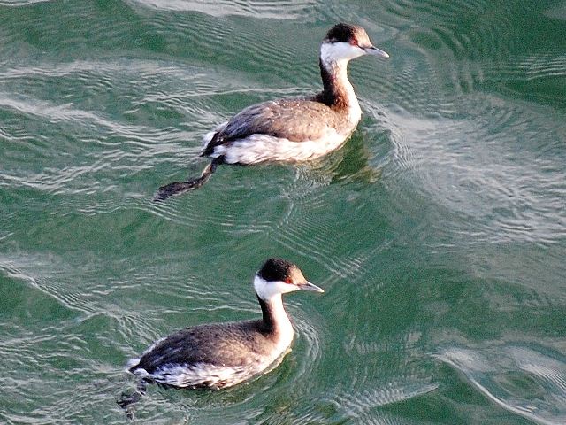 Horned Grebes