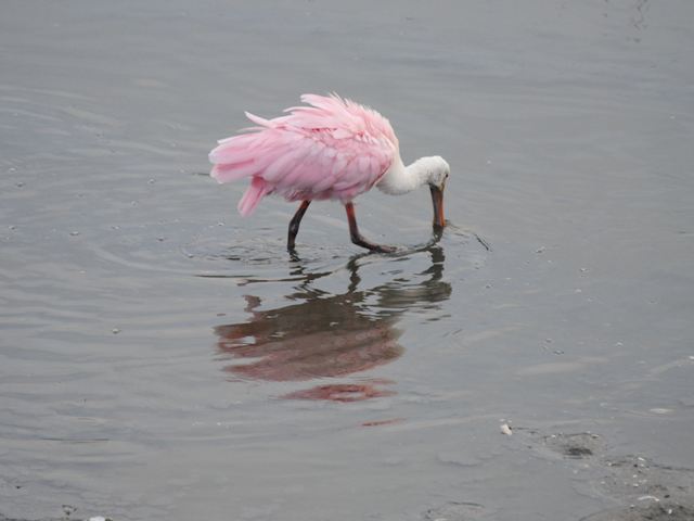 Roseate Spoonbills