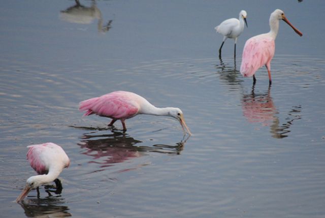 Roseate Spoonbills