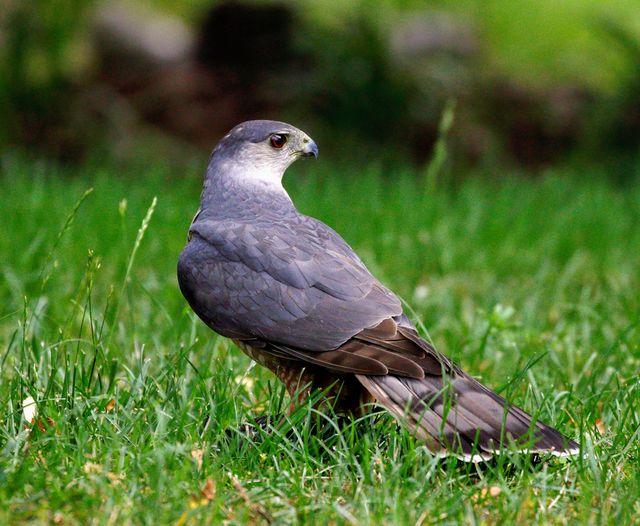 Cooper's Hawk