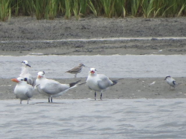 Mystery Plover