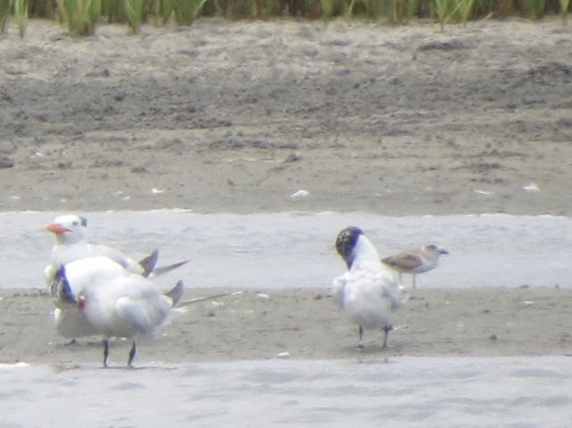 Mystery Plover