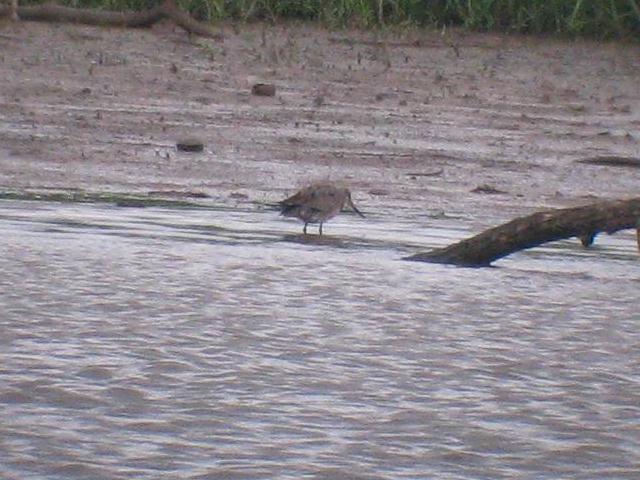 Hudsonian Godwit