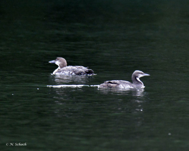 Pacific Loon