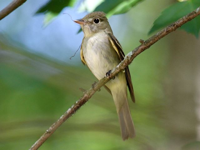 Acadian Flycatchers