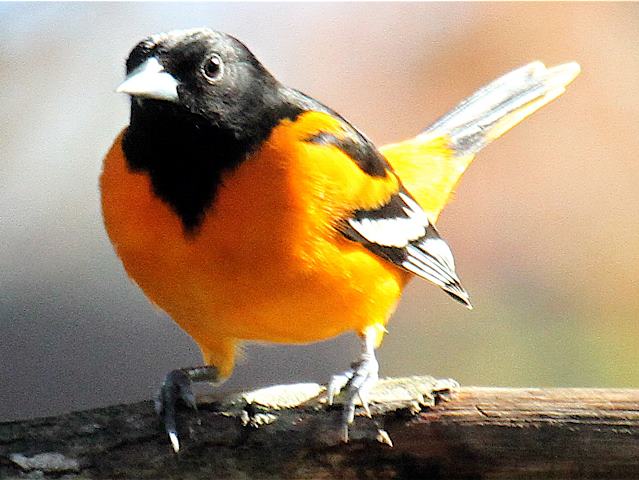 Baltimore Oriole