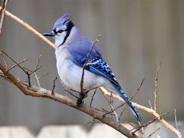 Blue Jay