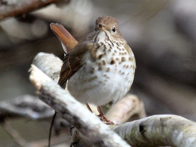 Hermit Thrush