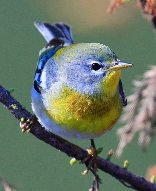 Northern Parula