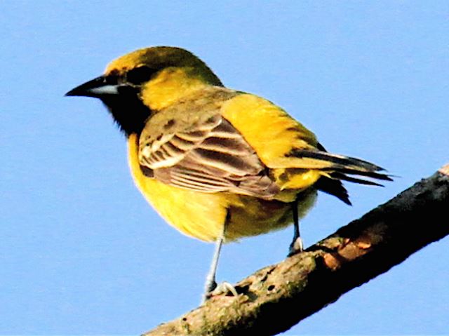 Orchard Orioles