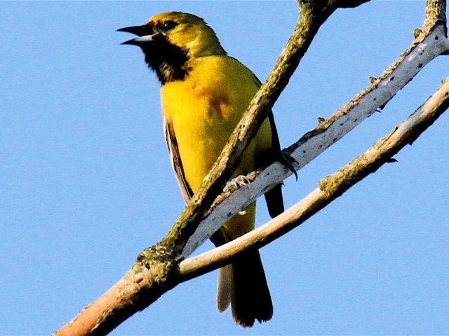 Orchard Orioles