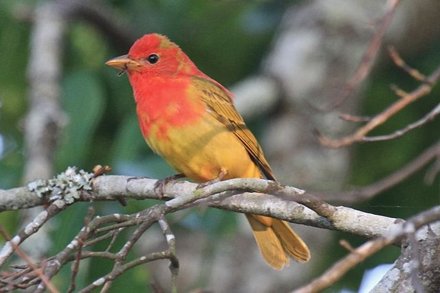 Summer Tanager