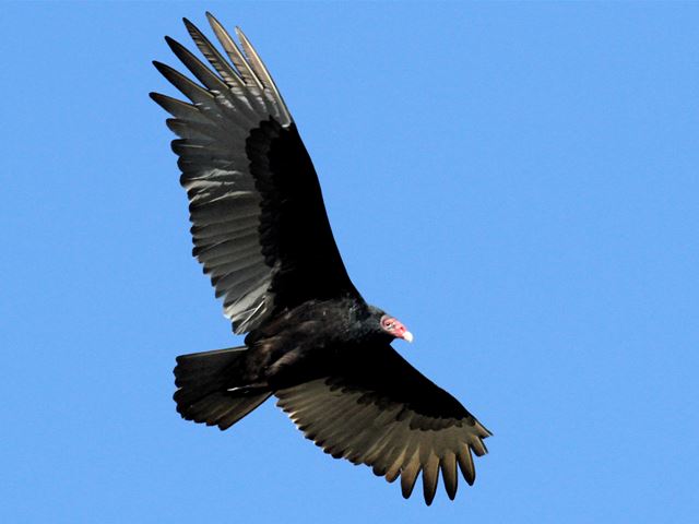 Turkey Vulture