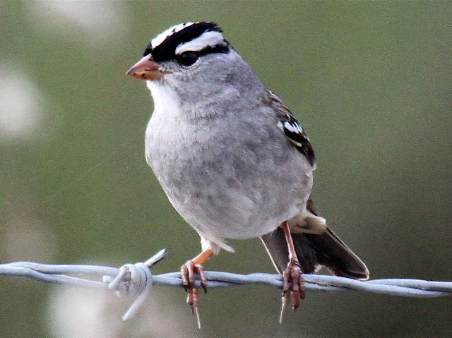 White-crowned Sparrow