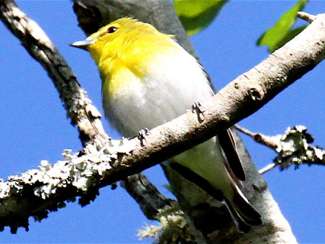 Yellow-throated Vireo