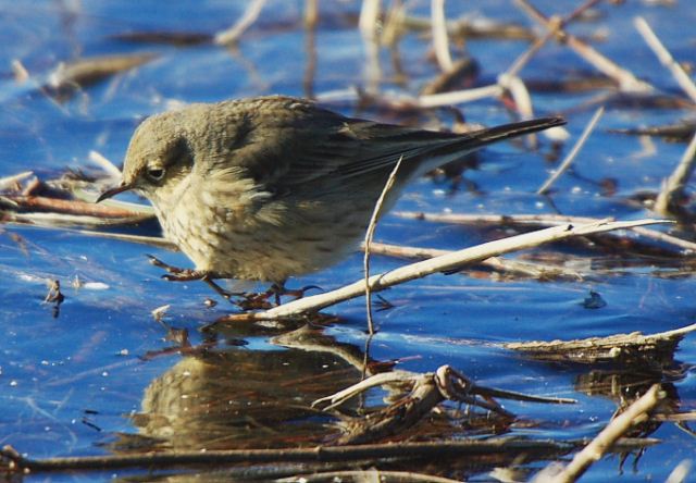 American Pipit