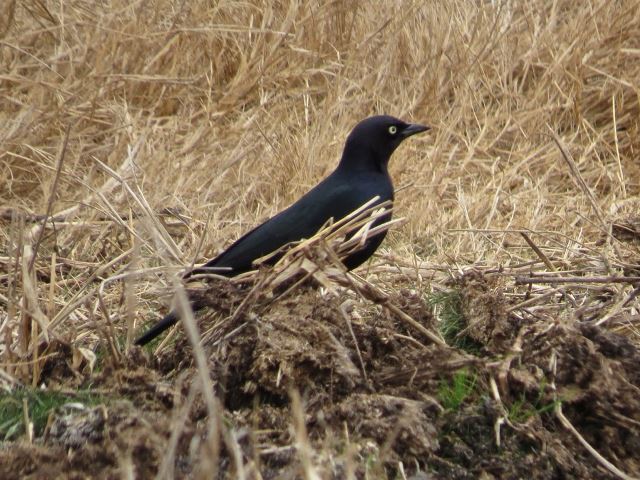 Brewer's Blackbirds