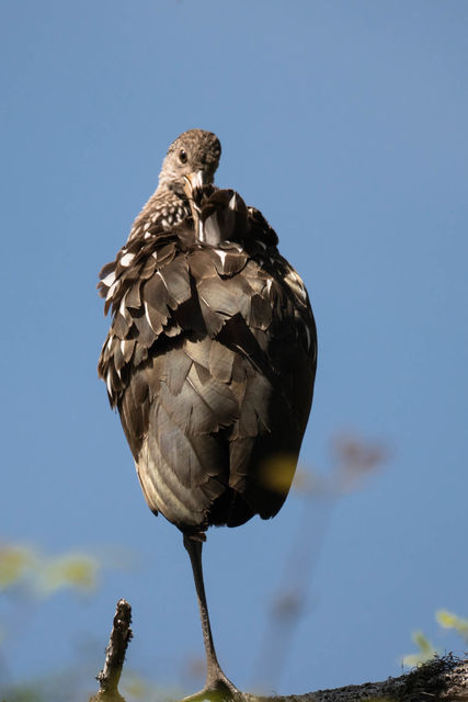 Limpkin