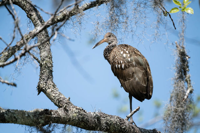 Limpkin