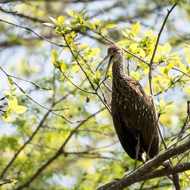 Limpkin