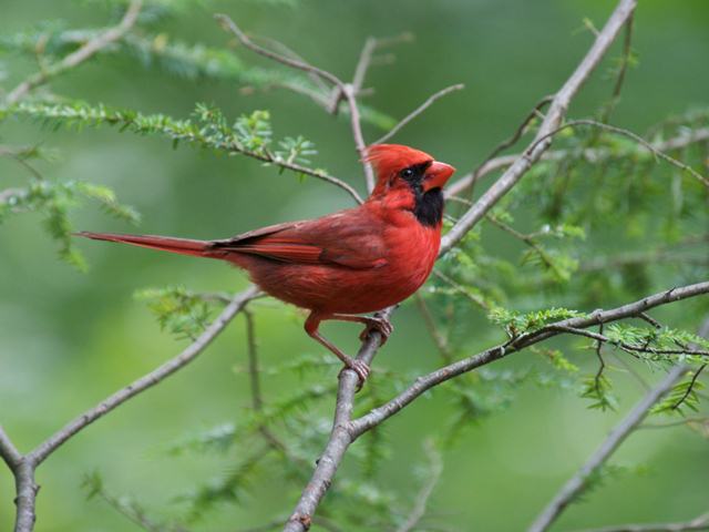 Northern Cardinal