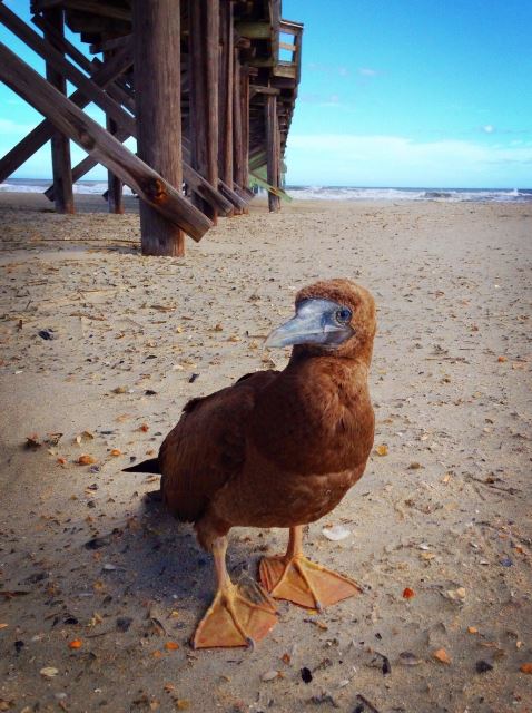 Brown Booby