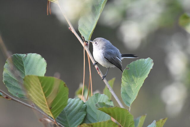 Blue-gray Gnatcatcher