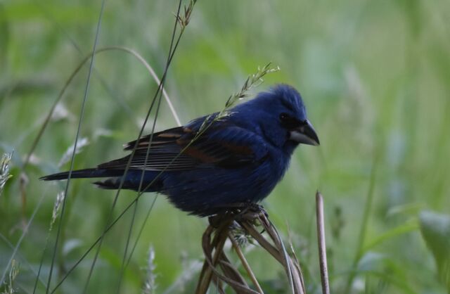 Blue Grosbeak