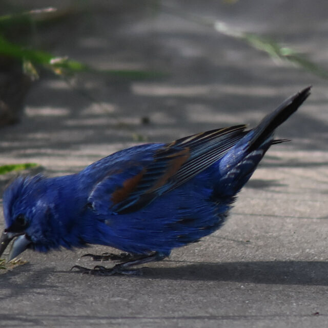 Blue Grosbeak