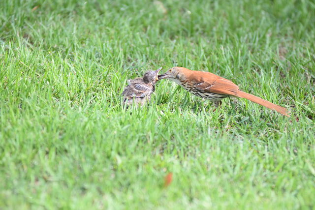 Brown Thrasher