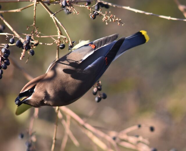 Cedar Waxwing