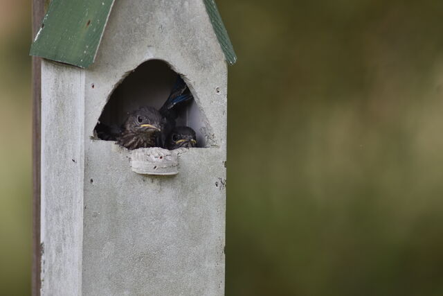 Eastern Bluebird